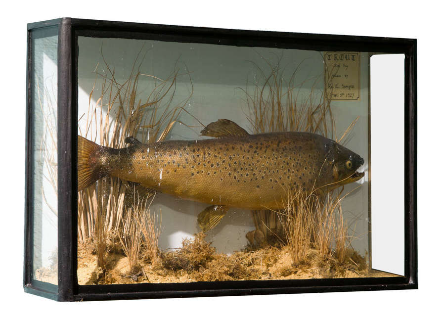 A cased and naturalistically mounted stuffed trout