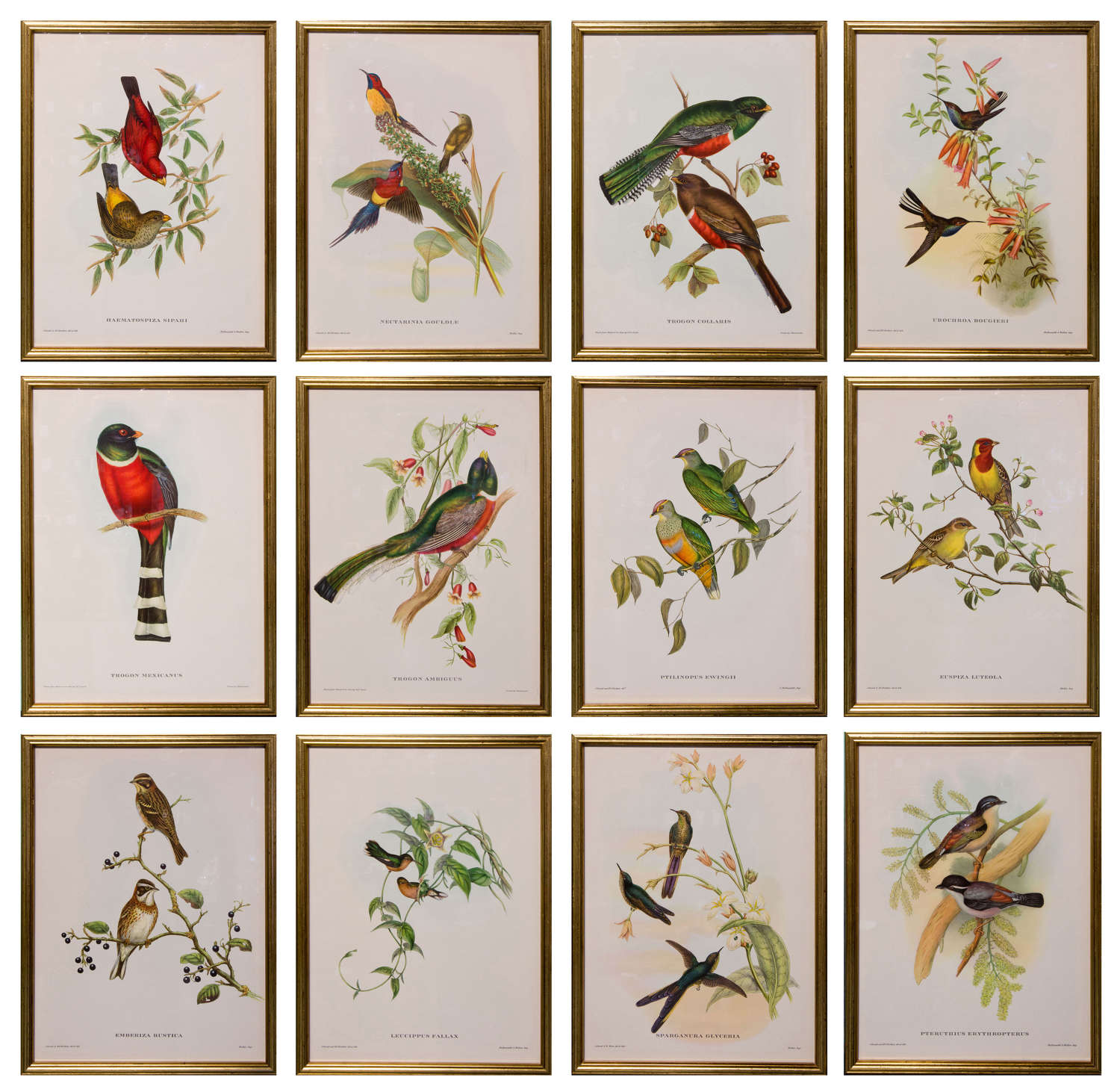 Set of 12 lithographs of tropical birds